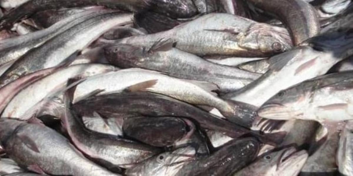 Se pospuso el #Pescadazo en Mar del Plata por intervención del gobierno provincial