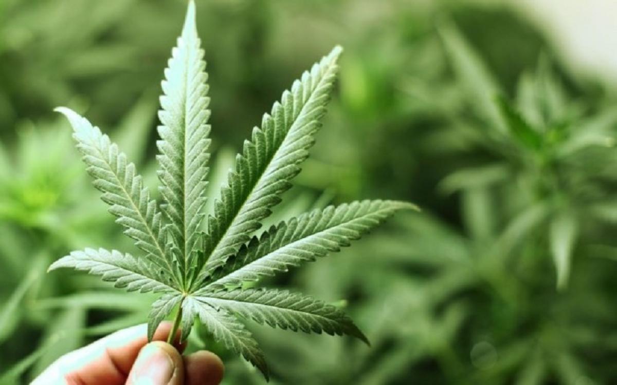 Municipio pionero: en La Madrid se aprobó el cultivo de Cannabis para uso medicinal