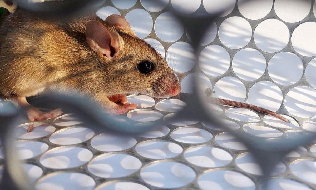 El esposo y el hijo de la mujer de Castelli que murió por hantavirus están internados en “terapia intensiva”
